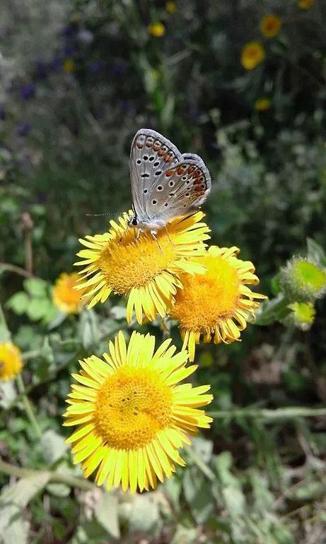 Vakantieboerderij Casale Margherita Turismo Rurale Pollina Italië